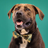 Entry image for Kane