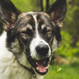 Entry image for Harlow