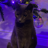 Entry image for Jumbalaya