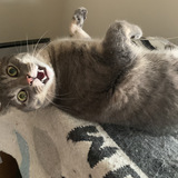 Entry image for Milo