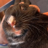 Entry image for Luigi