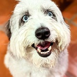 Entry image for Indie