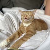 Entry image for Tormund