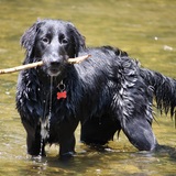 Entry image for Ginnie