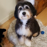 Entry image for Roma