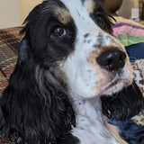 Entry image for Sandy