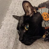 Entry image for Jango 