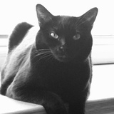 Entry image for Bonnie