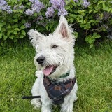 Entry image for Sully