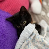 Entry image for Sweetpea