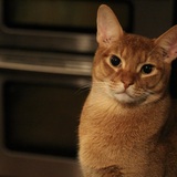 Entry image for Meeko