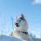 Entry image for Sawyer