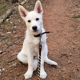 Entry image for Fenrir