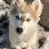 Entry image for Loki