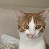 Entry image for Cheeto