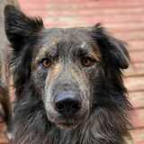 Entry image for Bazzie