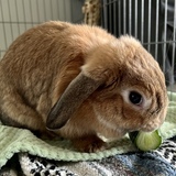 Entry image for Lemon