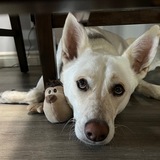 Entry image for Oakley