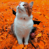 Entry image for Ghost 