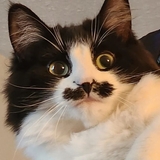 Entry image for Stasha