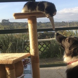 Entry image for Bonnie and Clyde