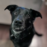 Entry image for Zoie