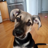 Entry image for Olive