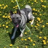 Entry image for Maru