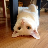 Entry image for Snowflake