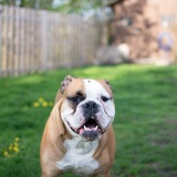 Entry image for Winston