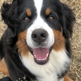 Entry image for Avalanche