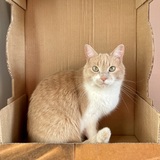 Entry image for Loki