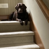 Entry image for Persephone