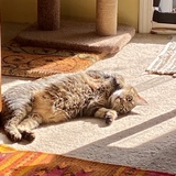 Entry image for Maudie