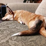 Entry image for Bridget Sesame Bagel Van Fluffybottom 