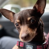 Entry image for Frankie