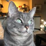 Entry image for Willow