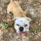 Entry image for Olive