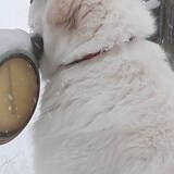 Entry image for BEAU