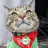 Entry image for Leonardo DiCatpurro