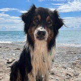 Entry image for Jaya