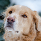 Entry image for Malik