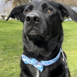 Entry image for Rosie