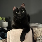 Entry image for Popcorn