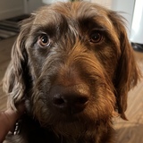 Entry image for Hershey