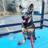 Entry image for Camino the Pooch