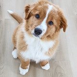 Entry image for Pippin