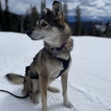 Entry image for Kayak (Carac)