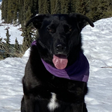 Entry image for Trapper 