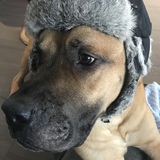 Entry image for Roscoe 